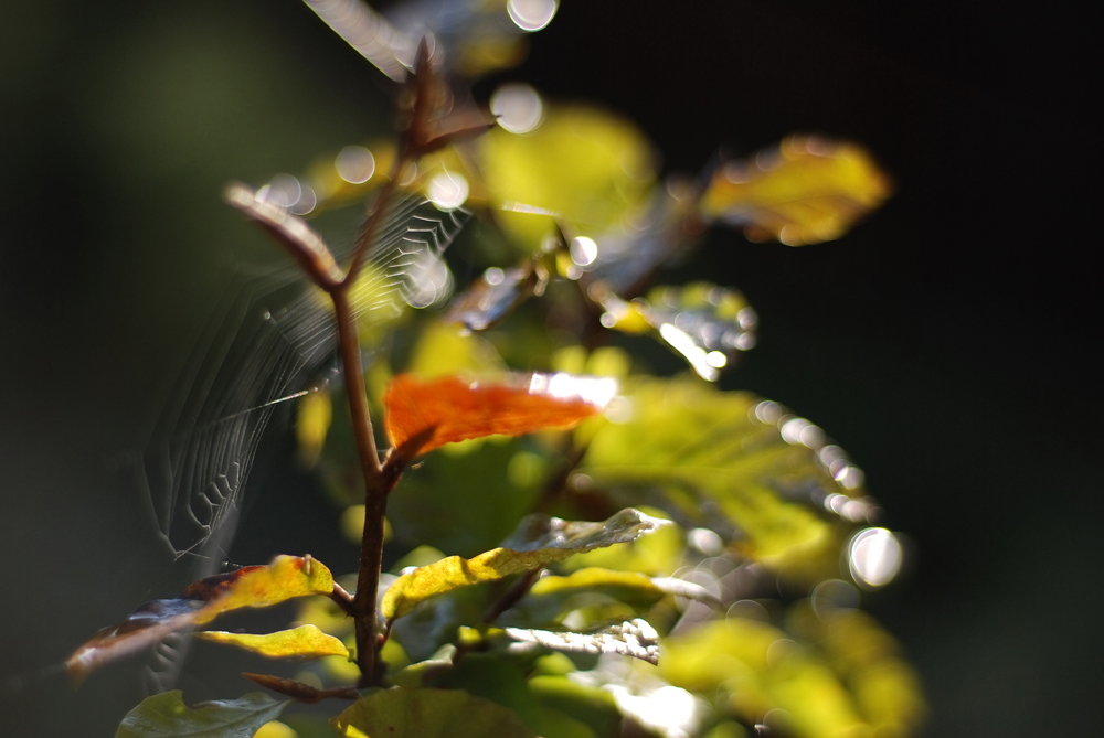 Spinnennetz im Morgenlicht