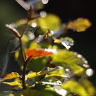 Spinnennetz im Morgenlicht