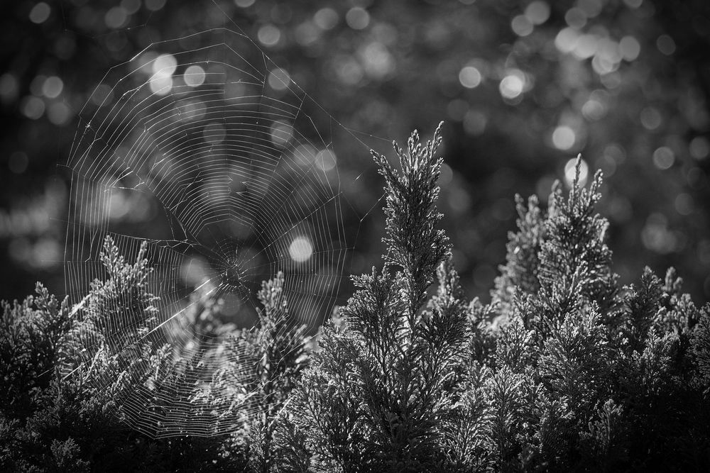 Spinnennetz im Morgenlicht