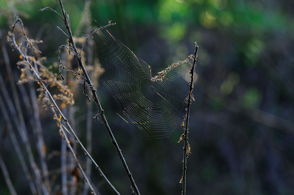 Spinnennetz im Morgenlicht