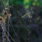 Spinnennetz im Morgenlicht