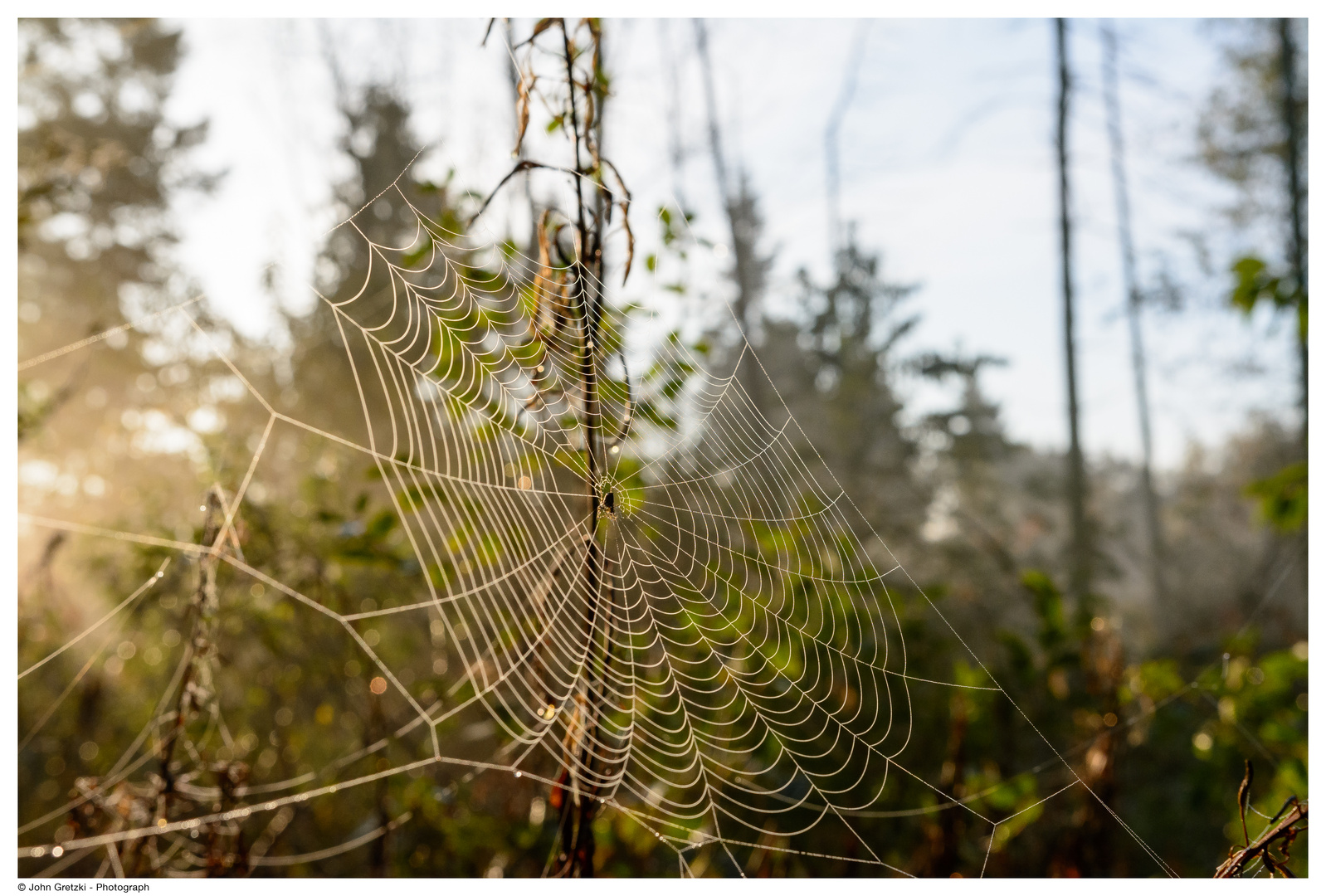 Spinnennetz im Morgenlicht