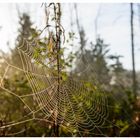 Spinnennetz im Morgenlicht