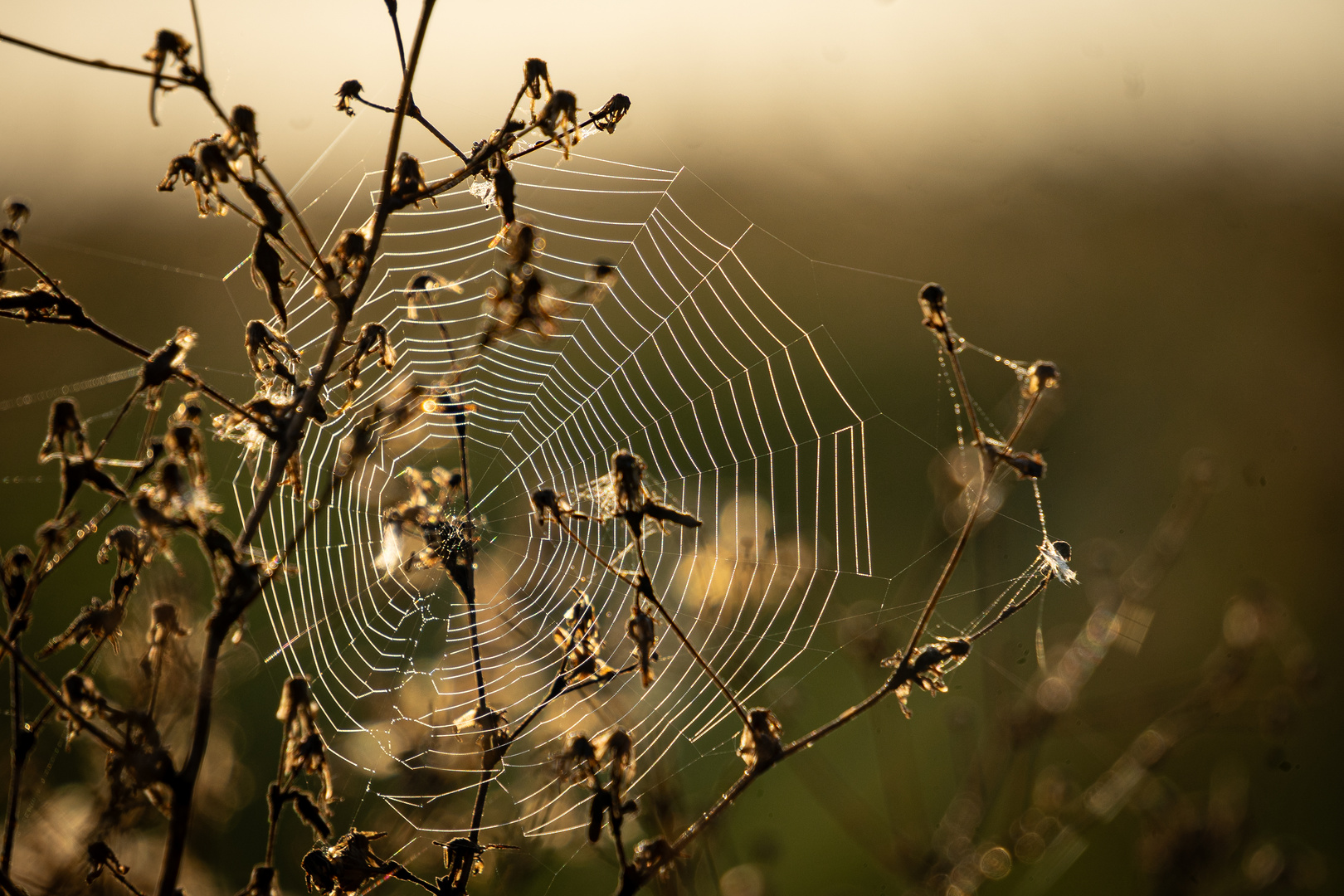 Spinnennetz im Morgenlicht