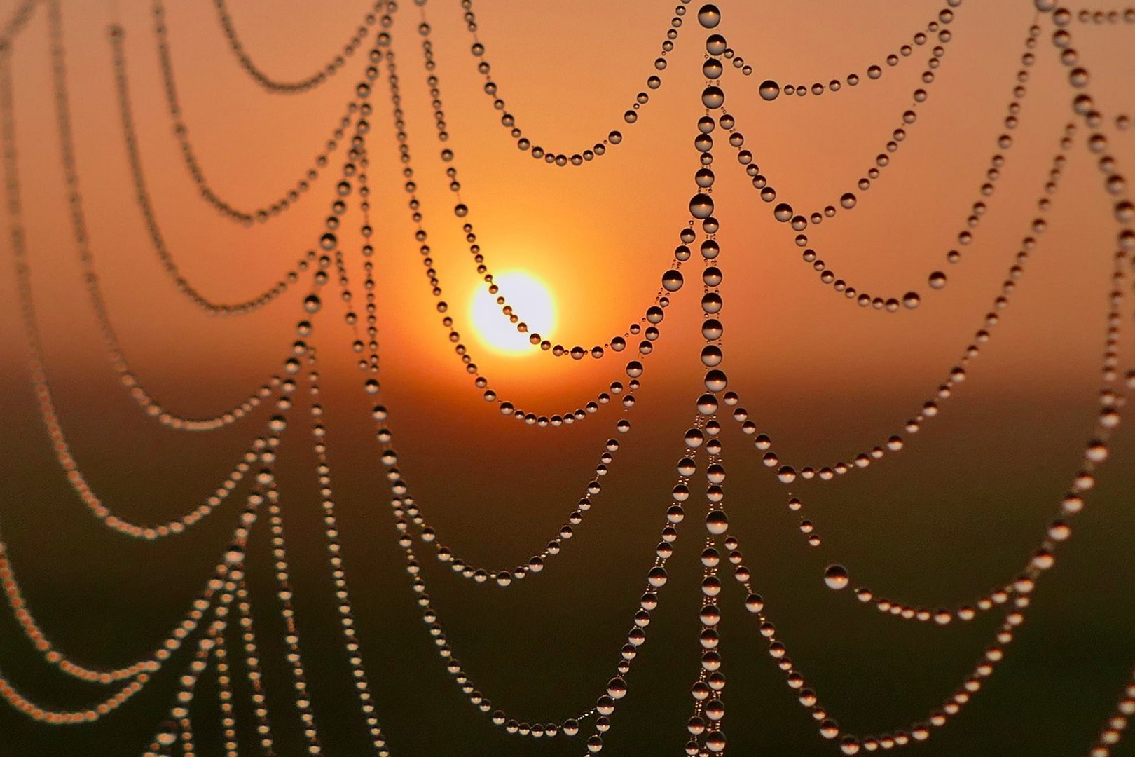 Spinnennetz im Morgenlicht