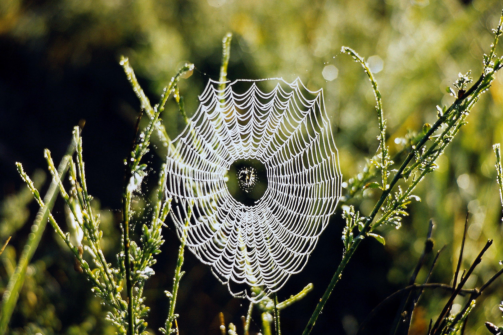 Spinnennetz im Morgenlicht