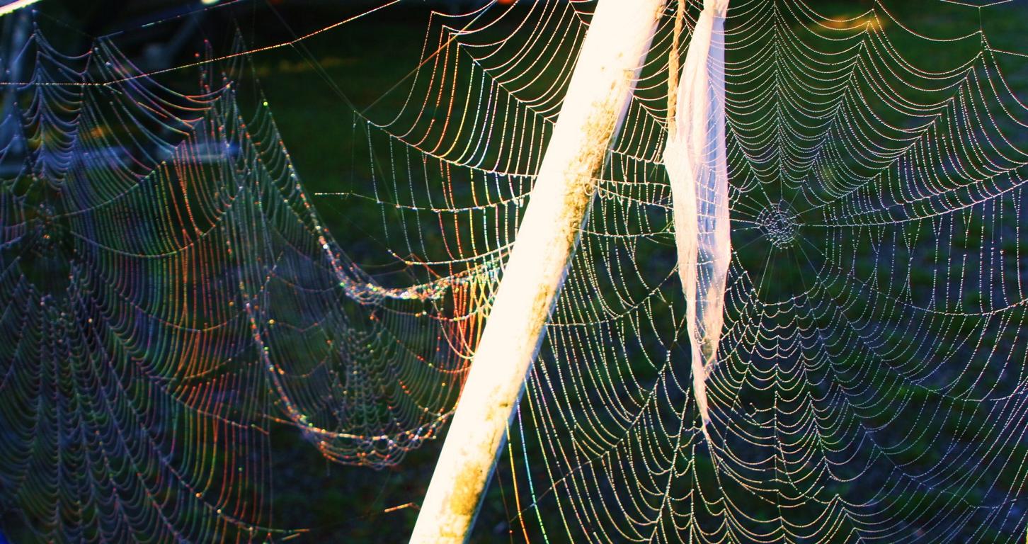 Spinnennetz im Morgenlicht