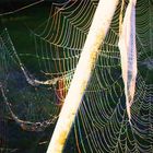 Spinnennetz im Morgenlicht