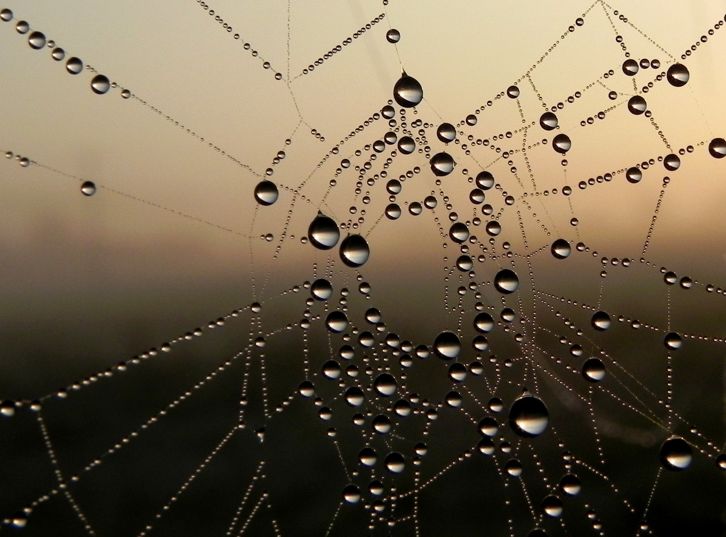 Spinnennetz im Morgennebel