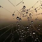 Spinnennetz im Morgennebel