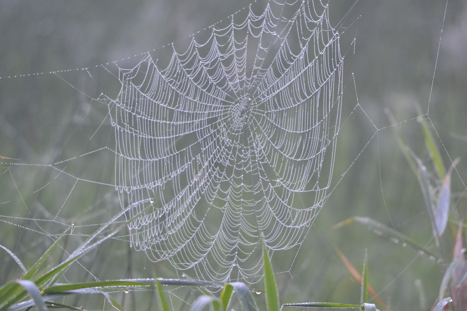 Spinnennetz im Morgennebel