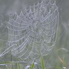 Spinnennetz im Morgennebel