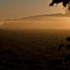 Spinnennetz im Morgennebel