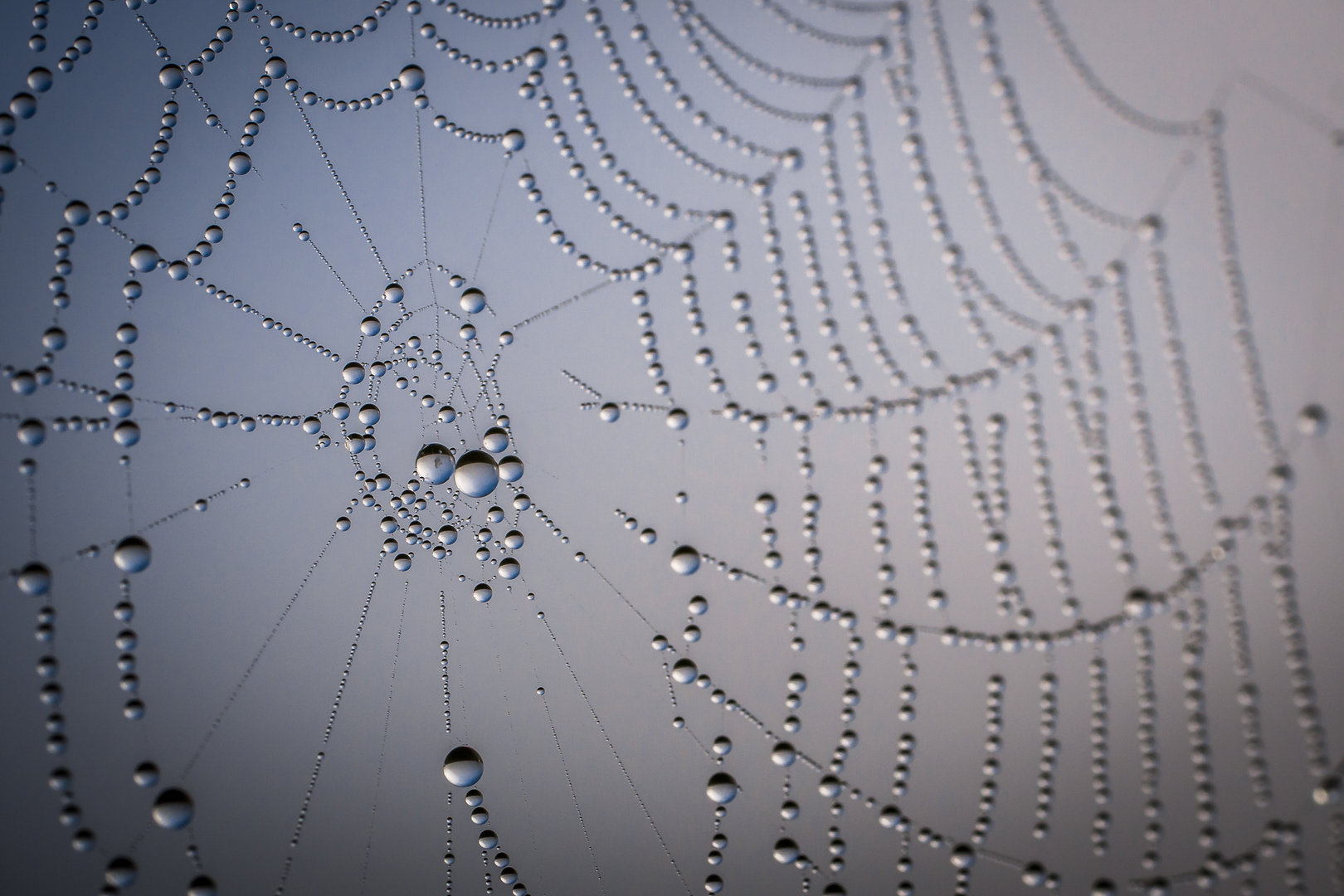 Spinnennetz im Morgentau