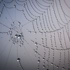 Spinnennetz im Morgentau