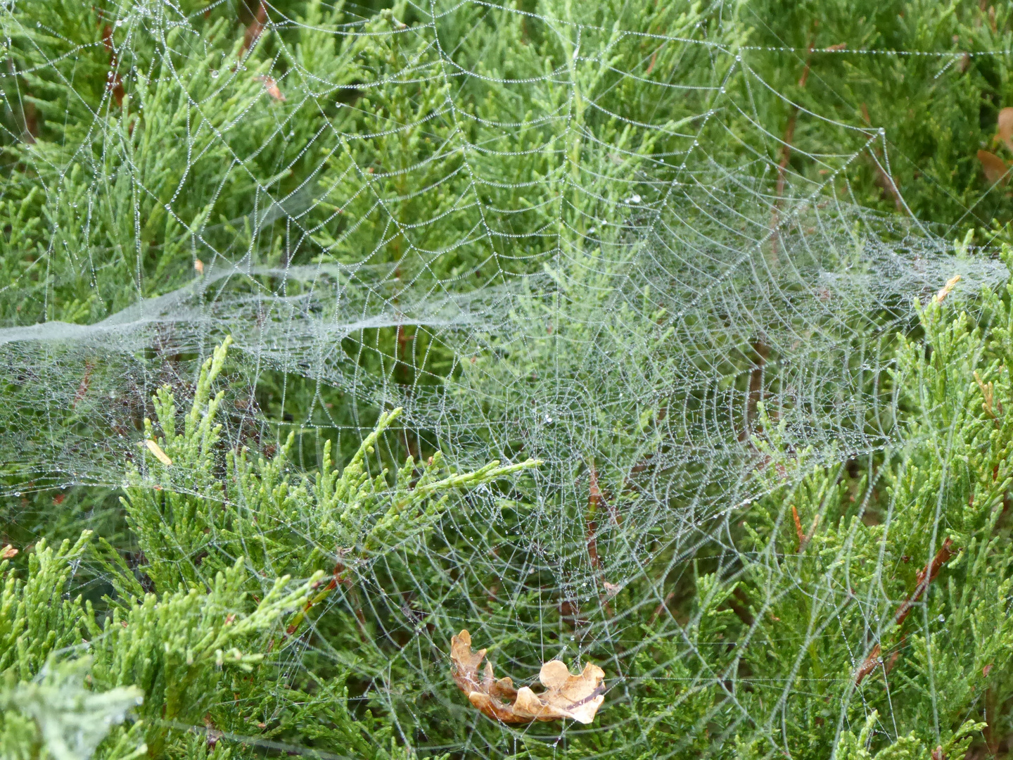 Spinnennetz im Morgentau 1