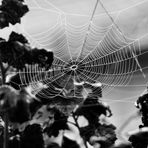 Spinnennetz im Morgentau (1)