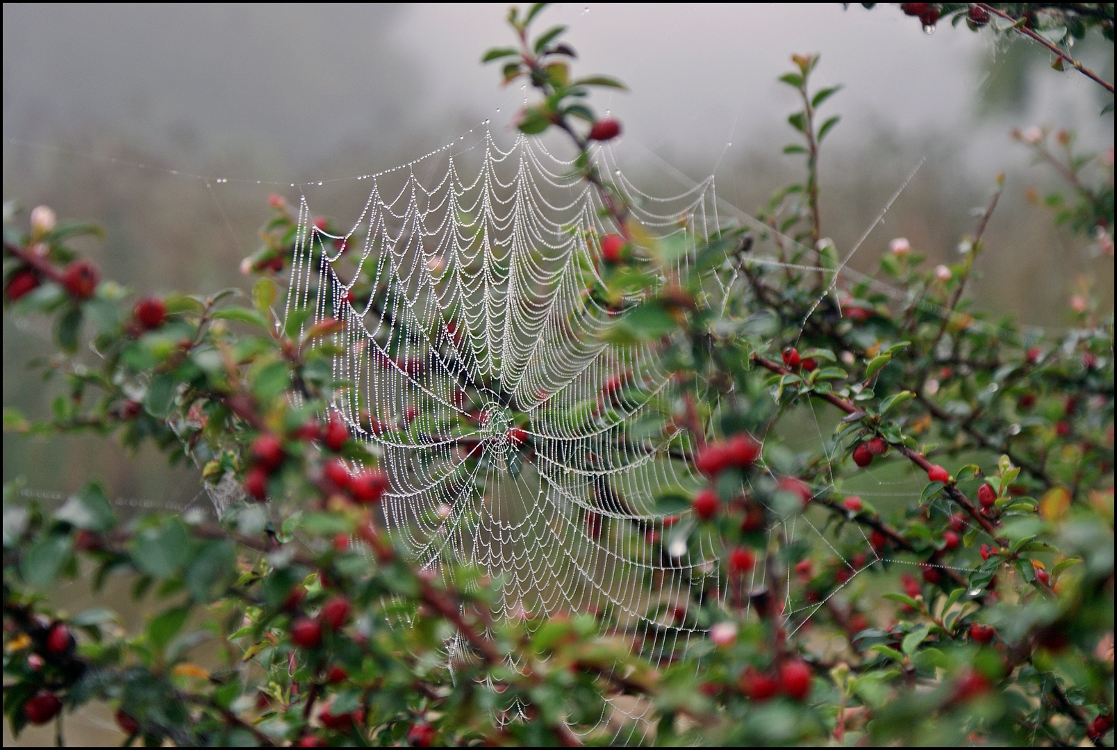 Spinnennetz im Morgentau