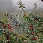 Spinnennetz im Morgentau