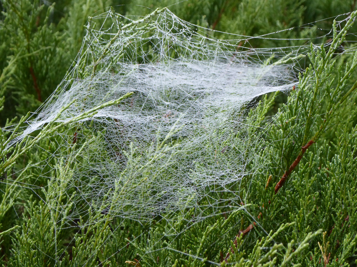 Spinnennetz im Morgentau 2