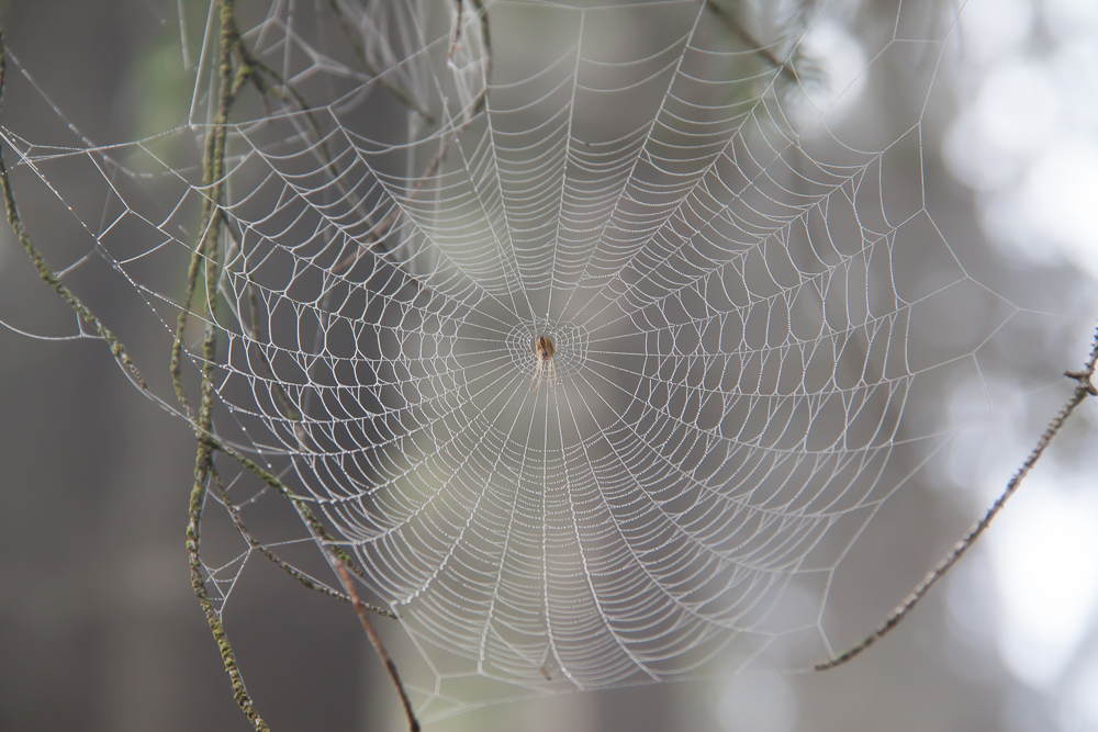 Spinnennetz im Morgentau