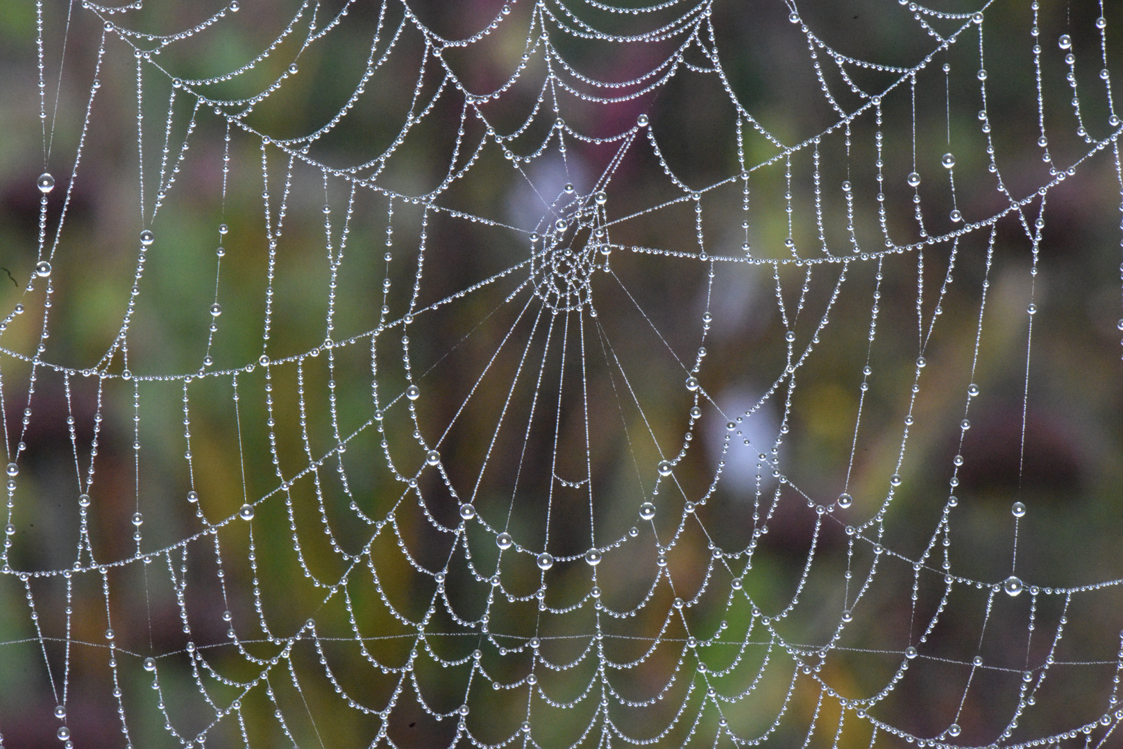 Spinnennetz im Morgentau