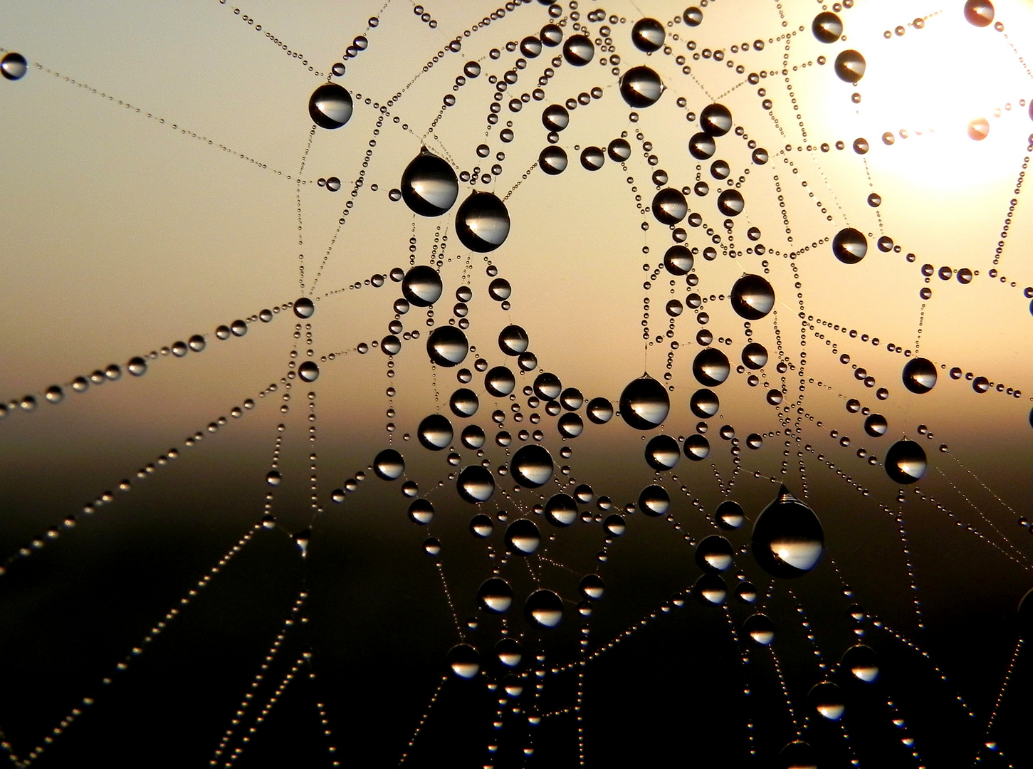 Spinnennetz im Morgentau