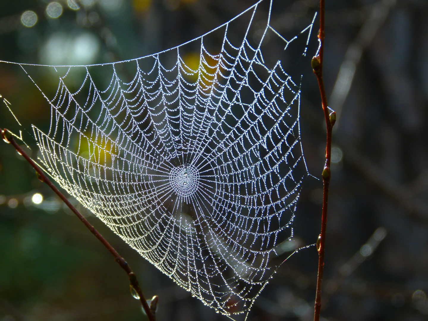 Spinnennetz im Morgentau Foto &amp; Bild | tiere, spuren von tieren, natur ...