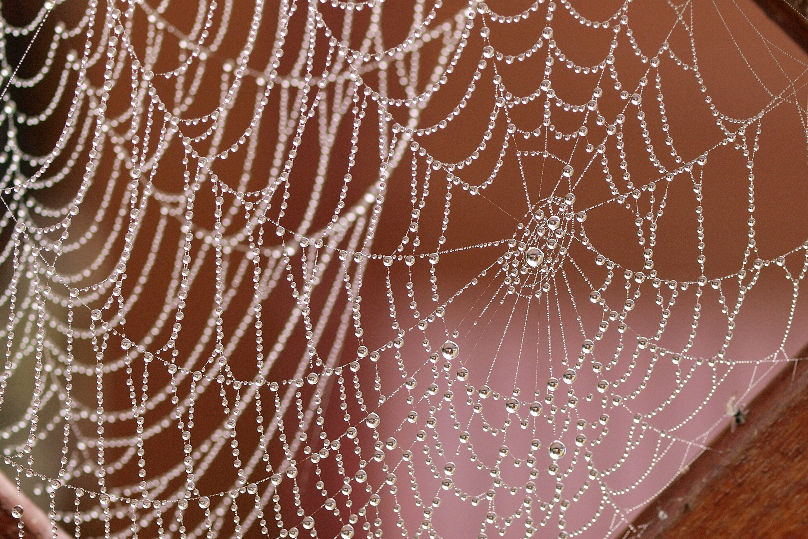 Spinnennetz im Morgentau