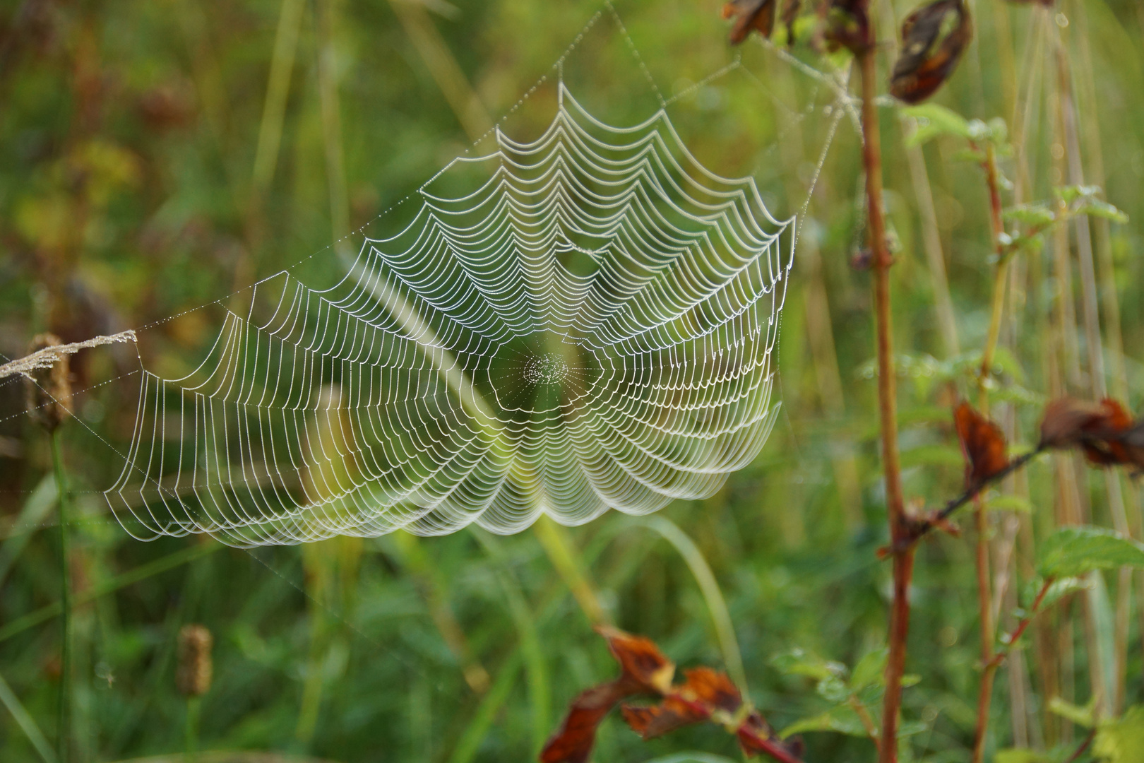 Spinnennetz im Morgentau