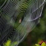 Spinnennetz im Morgentau