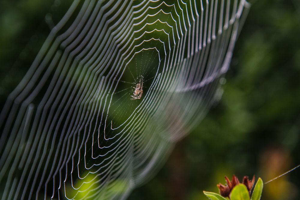 Spinnennetz im Morgentau