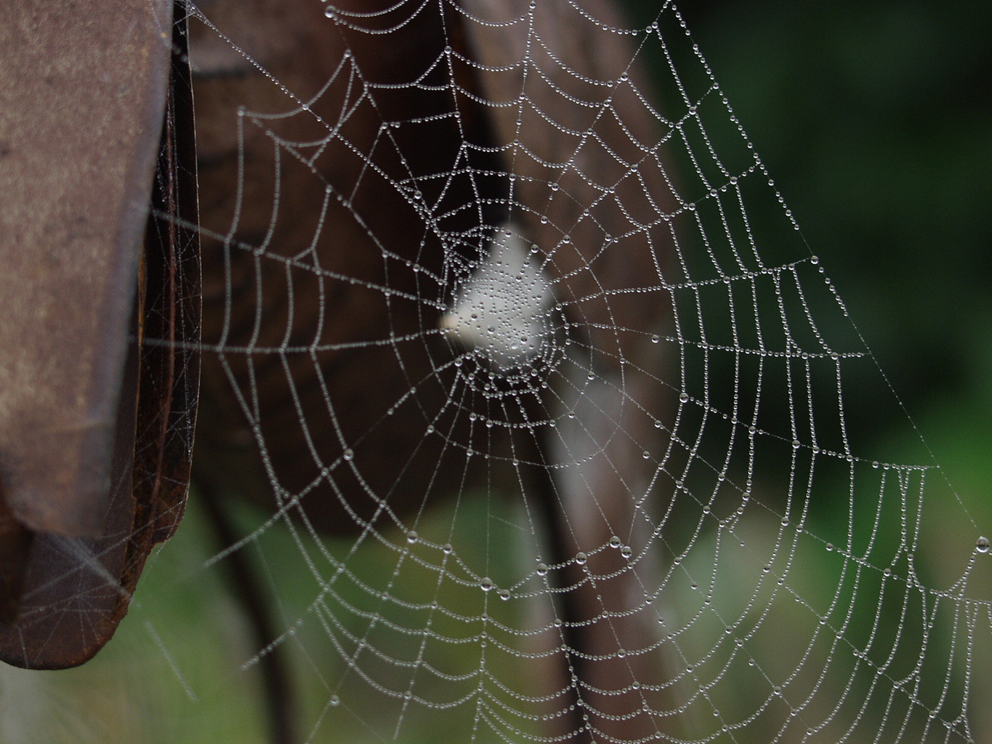 Spinnennetz im Morgentau