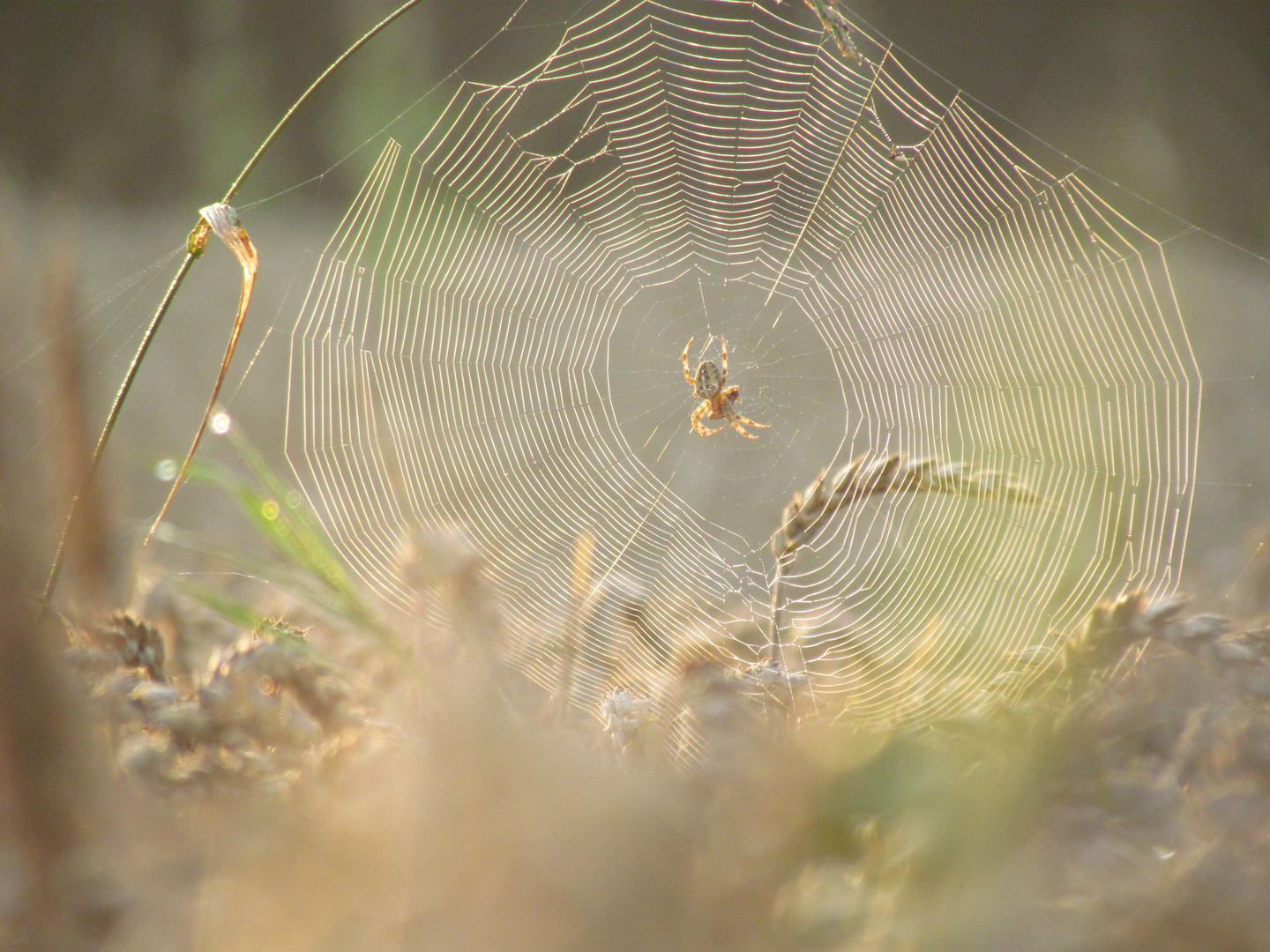 Spinnennetz im Morgentau