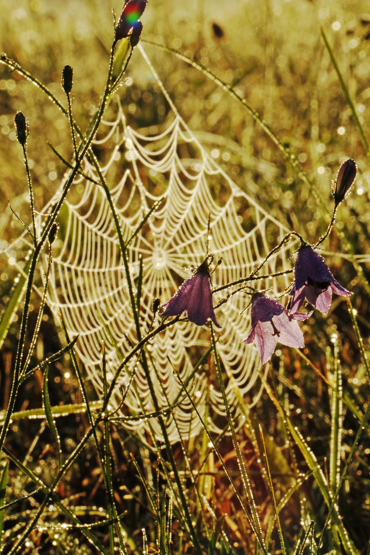 Spinnennetz im Morgentau