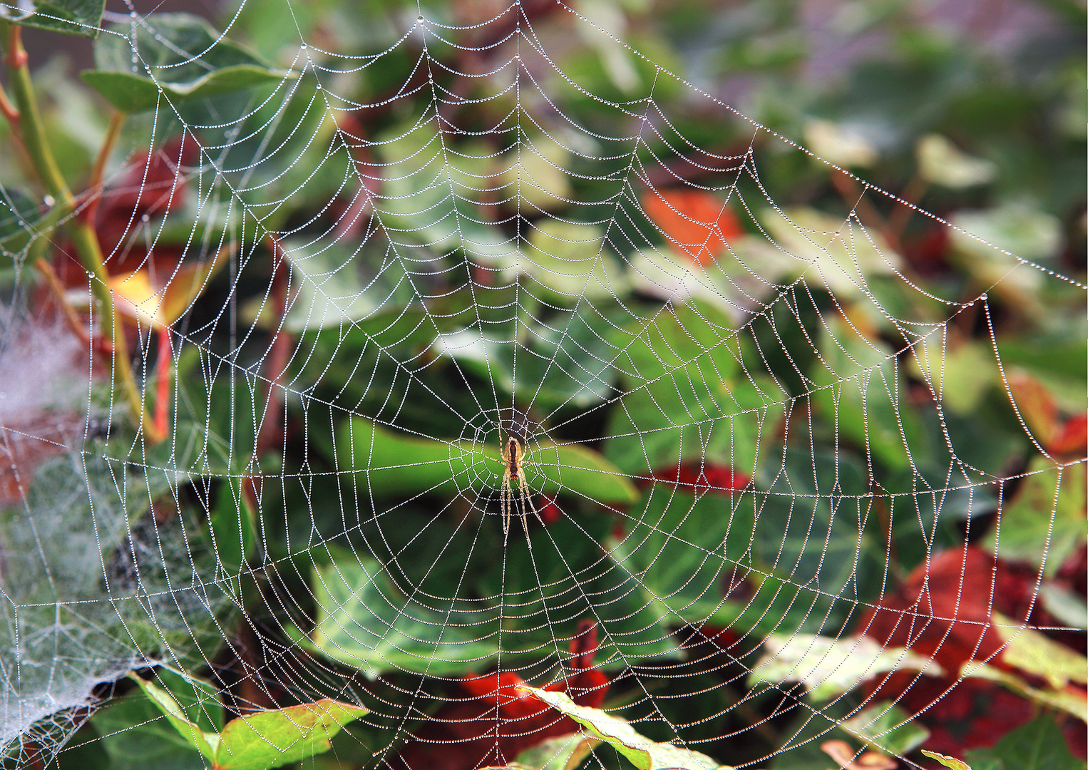 Spinnennetz im Morgentau