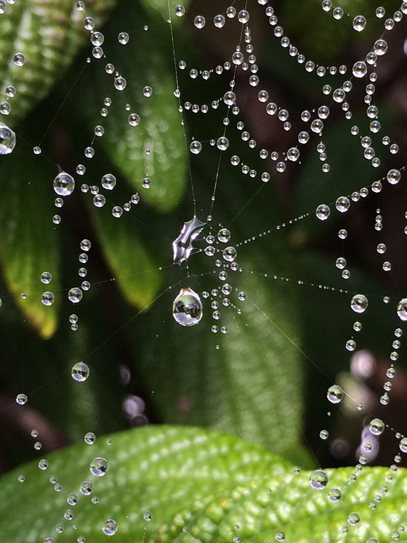 Spinnennetz im Morgentau