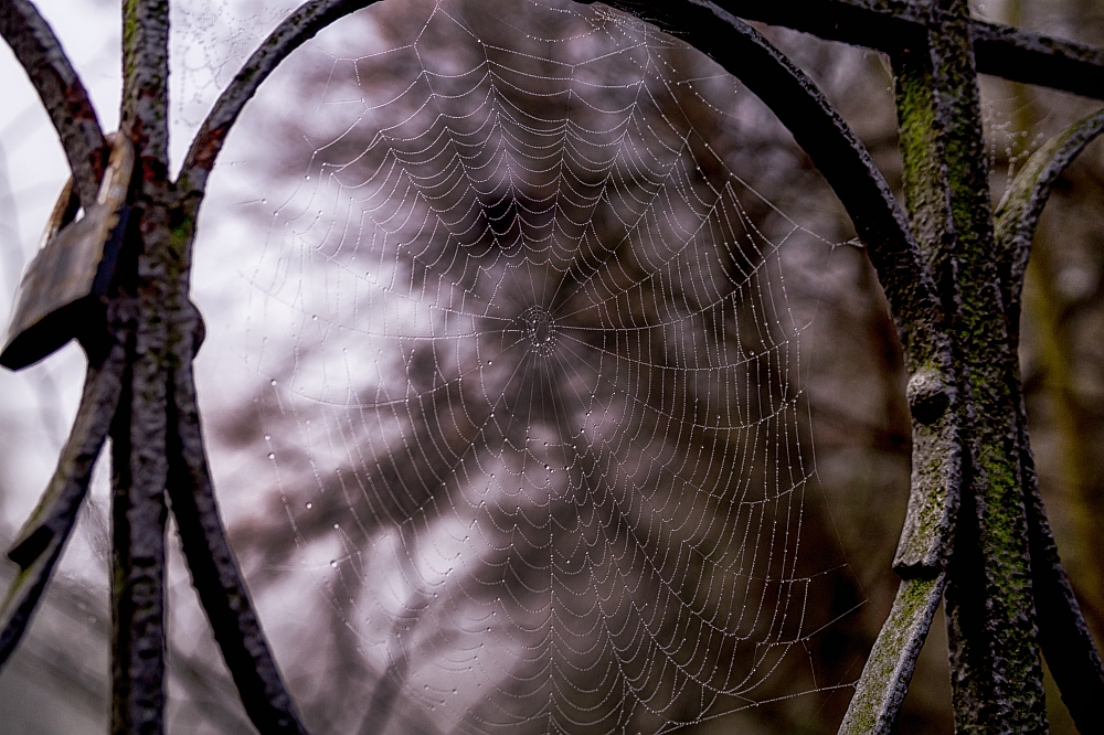 Spinnennetz im Morgentau