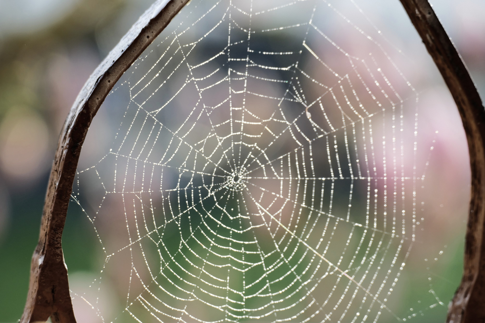 Spinnennetz im Morgentau