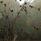 Spinnennetz im Morgentau