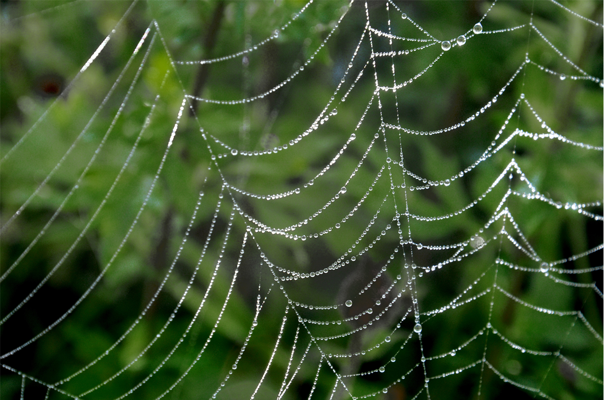 Spinnennetz im Morgentau