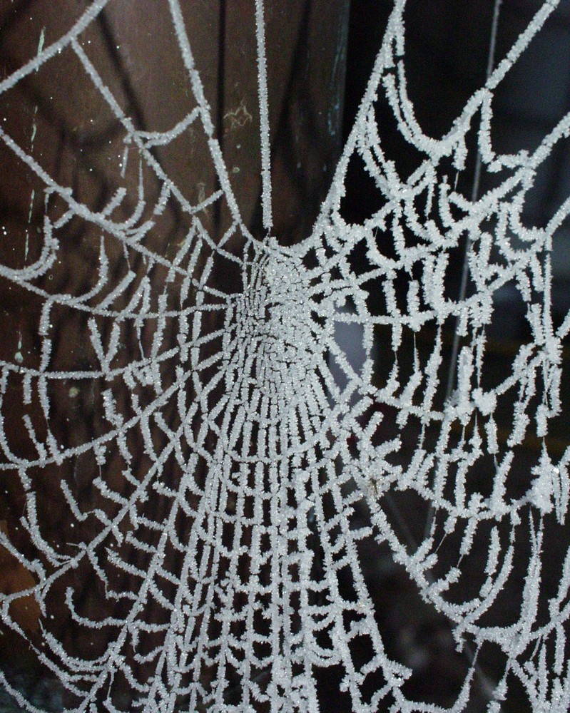 Spinnennetz im Morgentlichen Frost Foto &amp; Bild | natur-kreativ ...