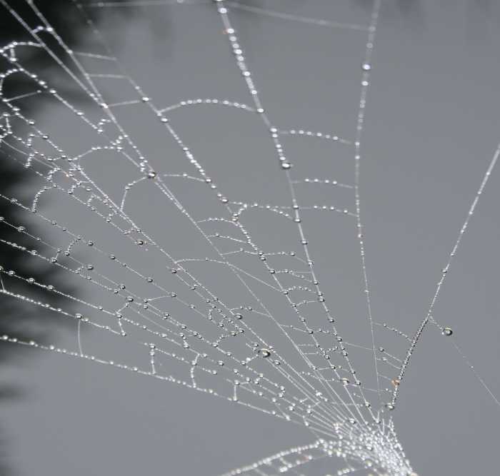 Spinnennetz im Nebel