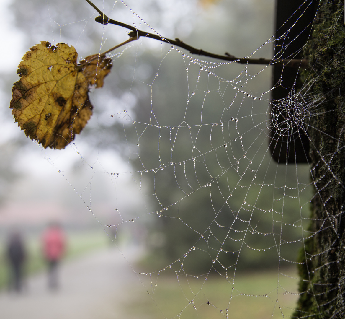 Spinnennetz im Nebel