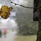 Spinnennetz im Nebel