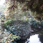 Spinnennetz im Nebel