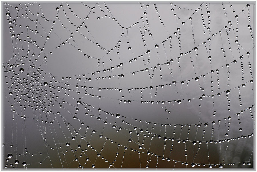 Spinnennetz im Nebel