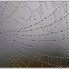 Spinnennetz im Nebel