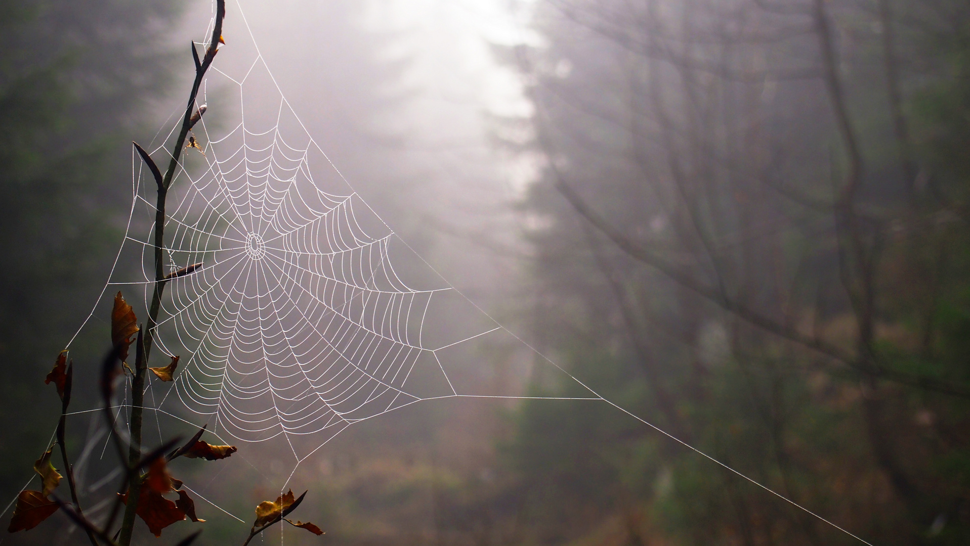 Spinnennetz im Nebel