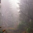 Spinnennetz im Nebel